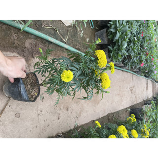 Cây Hoa Cúc Vạn Thọ Vàng, bầu 15-20cm, hoa nở vàng bắt mắt và ra liên tục (Chỉ giao miền Bắc+Bắc miền Trung)