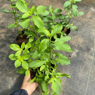 Thảo mộc: Chậu  cây bạc hà tiêu Peppermint