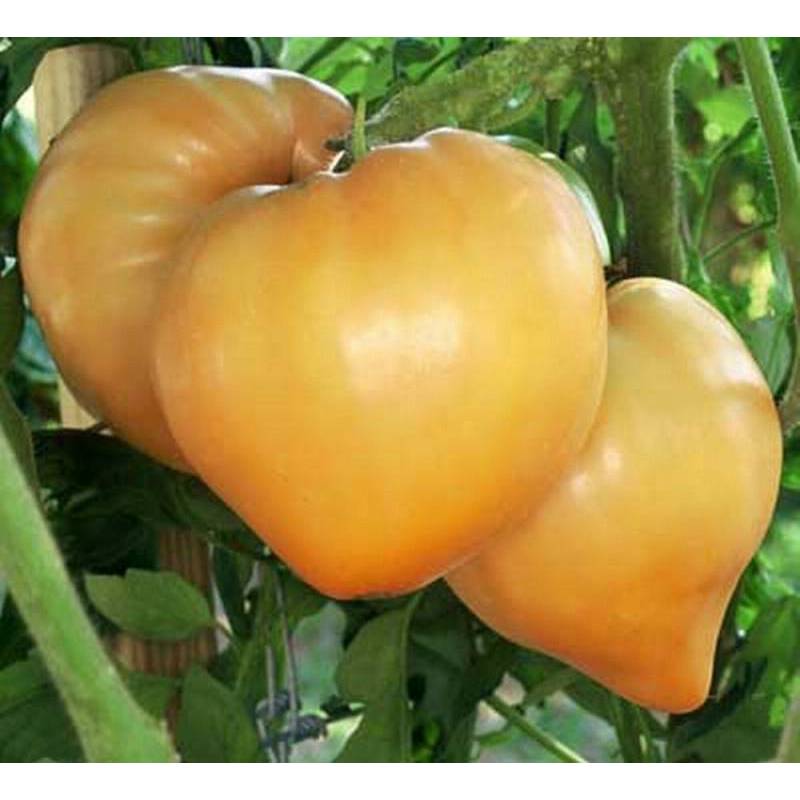30h Hạt Giống Cà Chua Trái Tim Vàng (A3.102| C3*W45*M220)