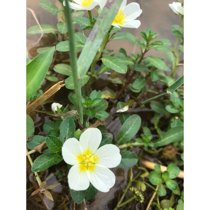 1kg CÂY DỪA NƯỚC