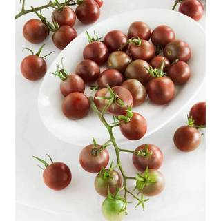50h Hạt Giống Cà Chua Chocolate (A3.103| C3*W45*M180)