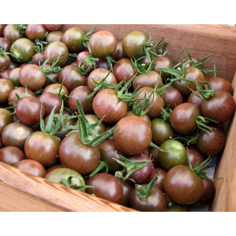 50h Hạt Giống Cà Chua Chocolate (A3.103| C3*W45*M180)