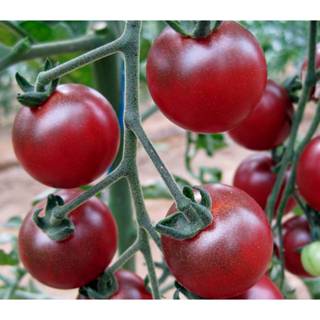 25.HAT Hạt Giống Cà Chua Chuỗi Ngọc Trái Cây Brix11 TG189 (KL| C4*W45)