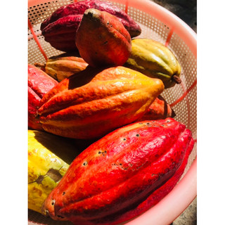 trái ca cao tươi 2kg
