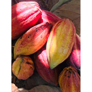 trái ca cao tươi 2kg