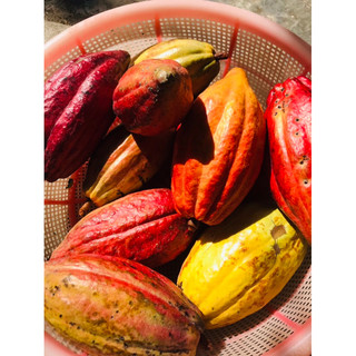 trái ca cao tươi 2kg