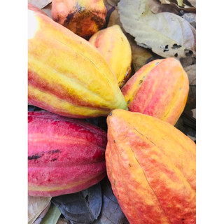 trái ca cao tươi 2kg