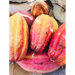 trái ca cao tươi 2kg