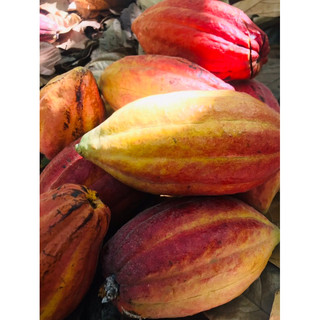 trái ca cao tươi 2kg