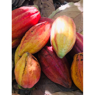 trái ca cao tươi 2kg