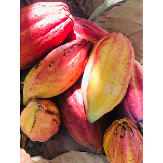 trái ca cao tươi 2kg