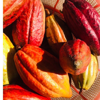 trái ca cao tươi 2kg