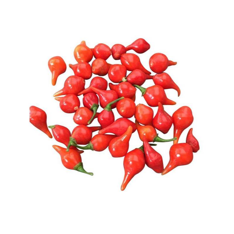 1GRAM 170.HAT Hạt Giống Ớt Kiểng Lùn Biquinho Đỏ (KL|)