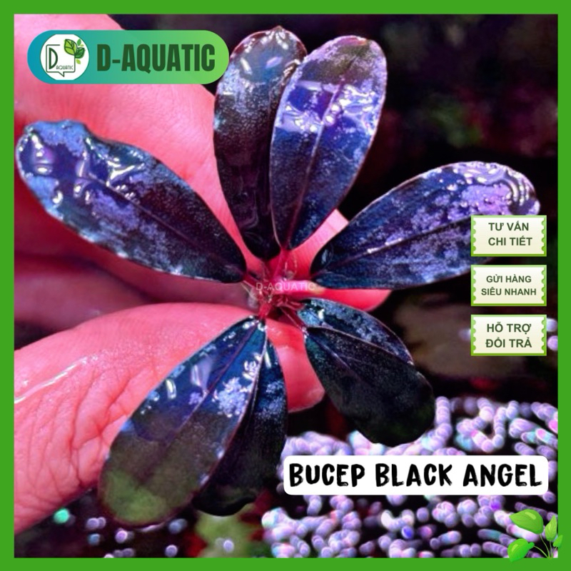 Bucep Black Angel - Full lá nước cây to rễ khoẻ - Bảo hành vận chuyển