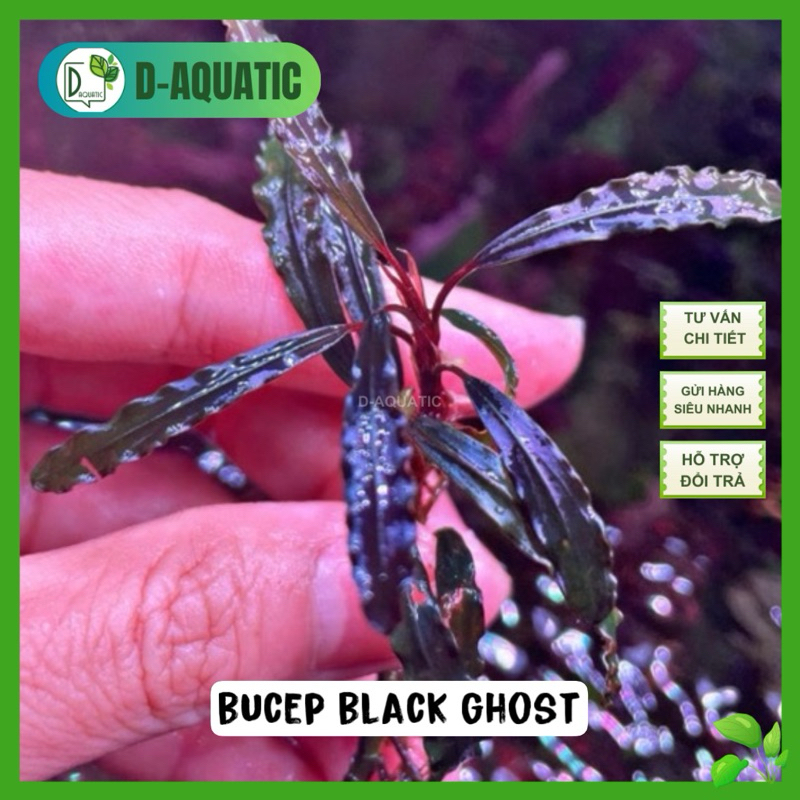 Bucep black ghos.t - cây bucep thuỷ sinh gẵn lũa, gắn giá thể, cây nhập từ indo, full lá nước