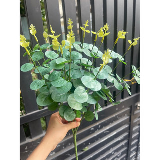 LÁ TÁO XỊN, TÁO MỐC