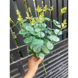 LÁ TÁO XỊN, TÁO MỐC