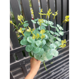 LÁ TÁO XỊN, TÁO MỐC