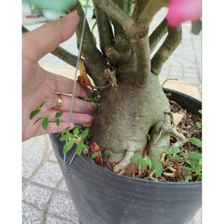 (VHST giao trong ngày) Cây HOA SỨ Thái, đang hoa.
