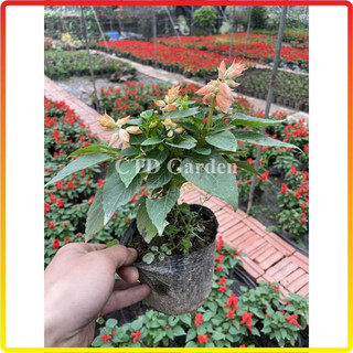 Cây Hoa Xác Pháo Đẹp 15-20cm, hoa màu đỏ nở rực rỡ, cây ra hoa liên tục (Chỉ giao miền Bắc+Bắc miền Trung)