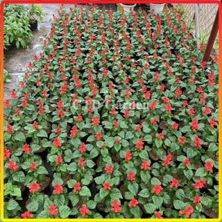Cây Hoa Xác Pháo Đẹp 15-20cm, hoa màu đỏ nở rực rỡ, cây ra hoa liên tục (Chỉ giao miền Bắc+Bắc miền Trung)