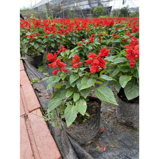 Cây Hoa Xác Pháo Đẹp 15-20cm, hoa màu đỏ nở rực rỡ, cây ra hoa liên tục (Chỉ giao miền Bắc+Bắc miền Trung)