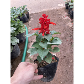 Cây Hoa Xác Pháo Đẹp 15-20cm, hoa màu đỏ nở rực rỡ, cây ra hoa liên tục (Chỉ giao miền Bắc+Bắc miền Trung)