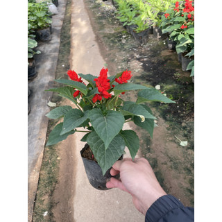 Cây Hoa Xác Pháo Đẹp 15-20cm, hoa màu đỏ nở rực rỡ, cây ra hoa liên tục (Chỉ giao miền Bắc+Bắc miền Trung)