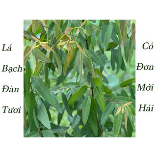 1Kg lá Bạch Đàn Tươi, Lá Khuynh Diệp Tươi