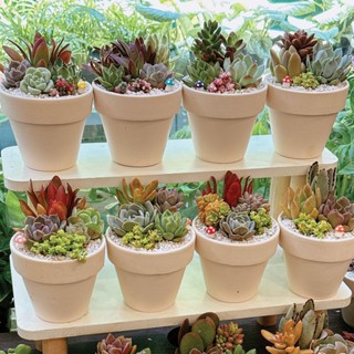 Tiểu cảnh sen đá trong chậu đất nung kèm bảng đen và túi giấy, thích hợp làm quà tặng bạn bè, người thân