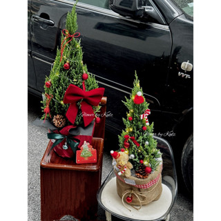 Cây tùng thơm, sơn tùng Noel trang trí kèm đèn