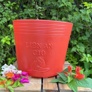  Combo 10 Chậu nhựa C10 đỏ trồng cây trồng rau chậu trồng hoa Vạn Thọ TẾT  24x19cm  