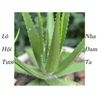 2kg Nha Đam Ta, Nha Đam Vườn, Lô Hội tươi tại vườn trồng tự nhiên không phân thuố.c