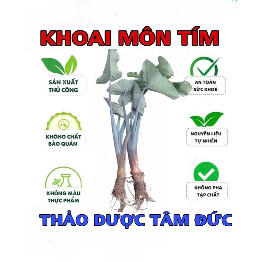 Cây Khoai Môn Tím Ngọt Siêu To