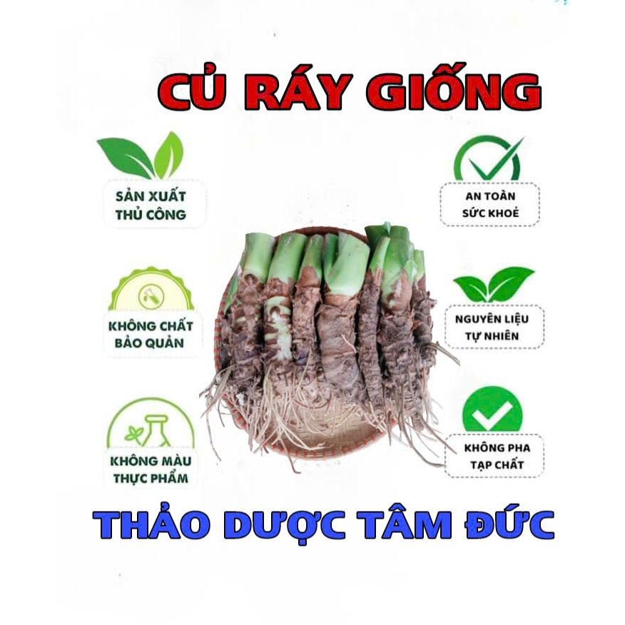 combo 20 củ ráy giống trồng làm cảnh