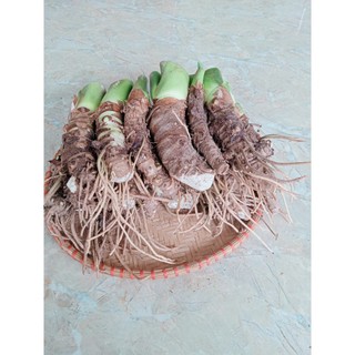 combo 20 củ ráy giống trồng làm cảnh