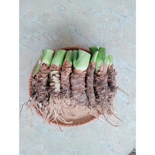 combo 20 củ ráy giống trồng làm cảnh