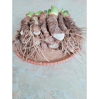 combo 20 củ ráy giống trồng làm cảnh