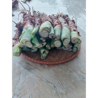 combo 20 củ ráy giống trồng làm cảnh