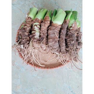 combo 20 củ ráy giống trồng làm cảnh