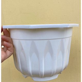 5  cái chậu trồng cây có dây treo