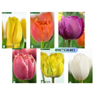 CỦ TULIP KÉP CHUẨN HÀ LAN
