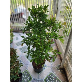 thần kỳ 3-4-5 tuổi(đang trái và hoa)tặng kèm phân bón)