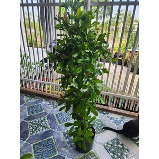 thần kỳ 3-4-5 tuổi(đang trái và hoa)tặng kèm phân bón)