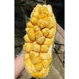  Cây giống mít tố ngự vị sầu riêng   cây nguyên bản  