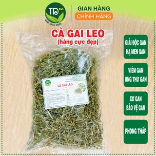Cà gai leo, hàng thân lá đẹp, hỗ trợ giải độc gan, làm mát gan, hạ men gan cao, gan nhiễm mỡ, bảo vệ lá gan cho gia đình