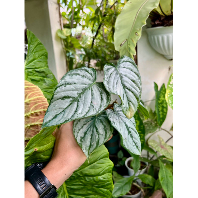 Kiểng lá philodendron brandtianum chậu 2 thân trồng bằng dớn