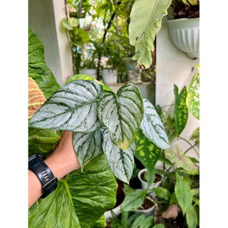 Kiểng lá philodendron brandtianum chậu 2 thân trồng bằng dớn