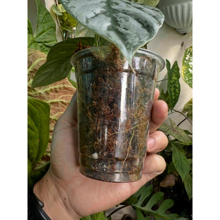 Kiểng lá philodendron brandtianum chậu 2 thân trồng bằng dớn