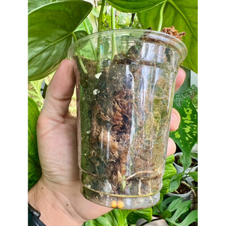 Kiểng lá philodendron brandtianum chậu 2 thân trồng bằng dớn